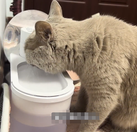 battery operated water fountain for pets