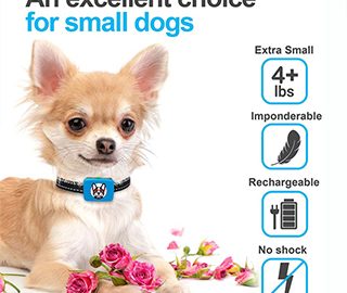 bark collar for small dogs