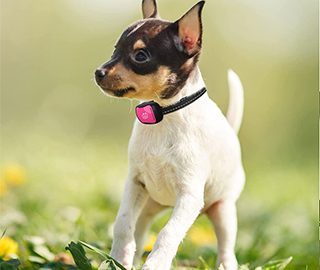 bark collar for small dogs