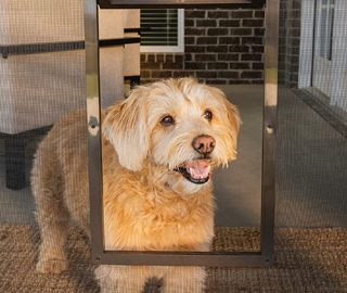 doggie door alternatives